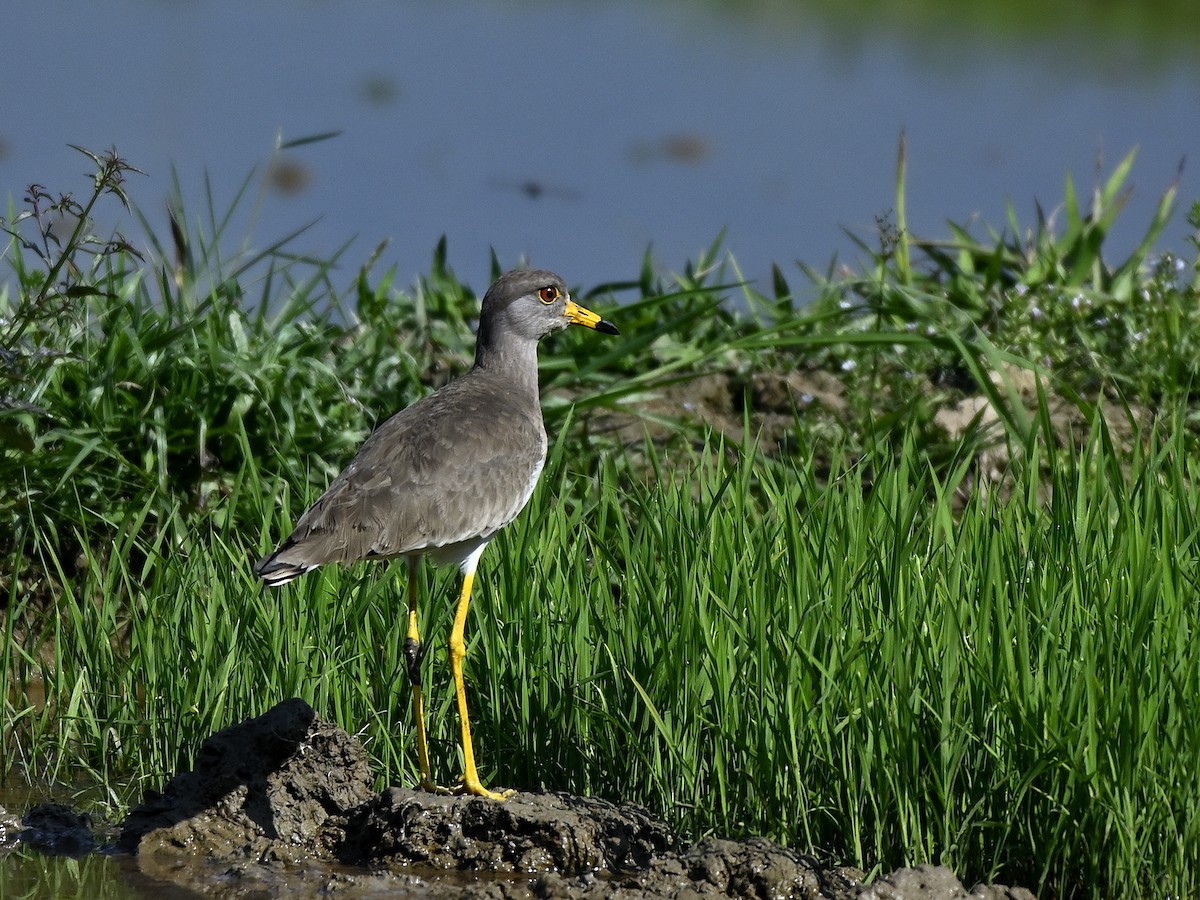 Gray-headed Lapwing - ML646290951