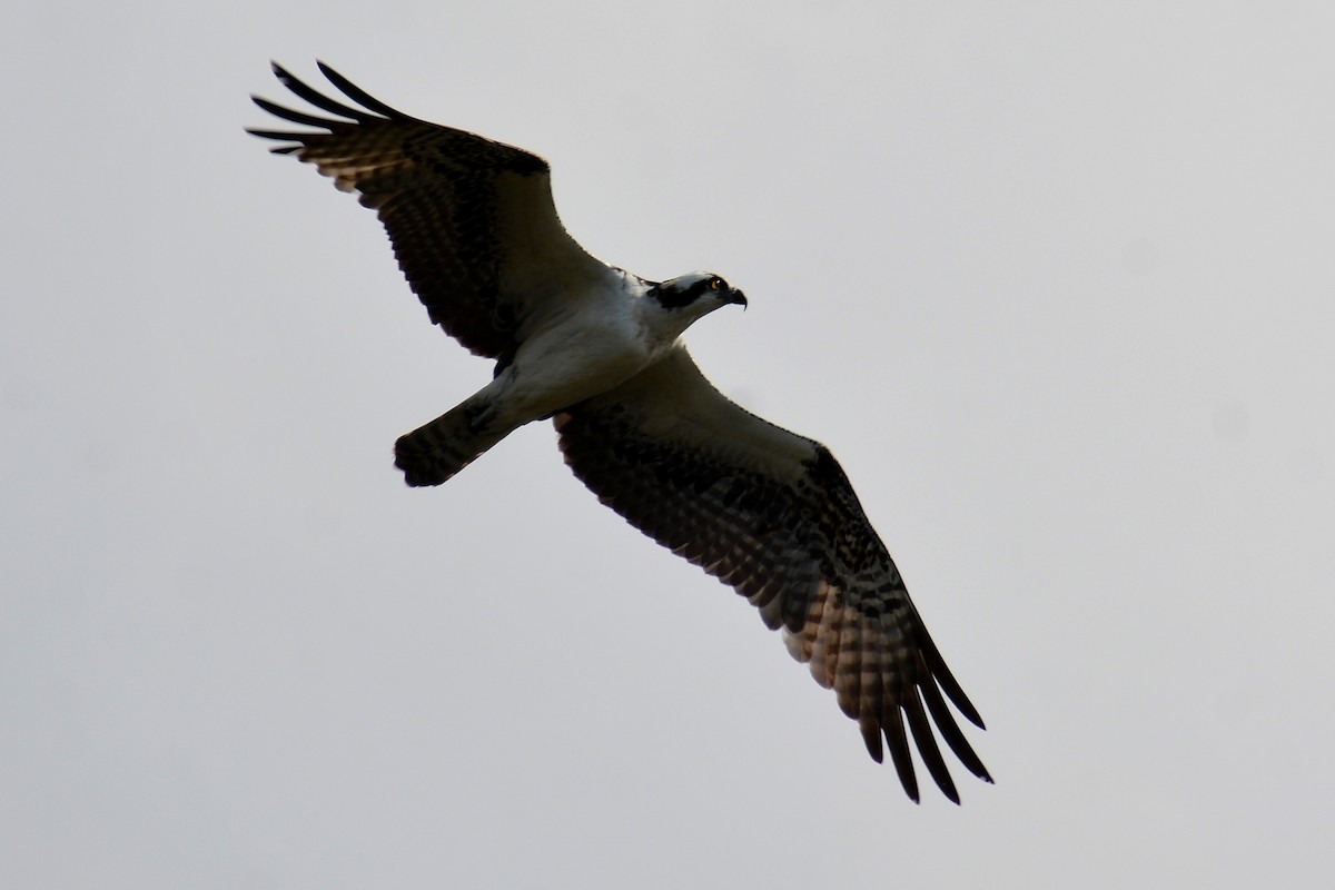 Загасч явлаг - ML646290965