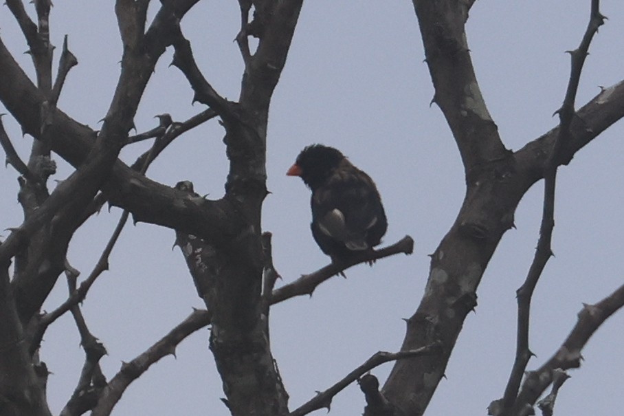 Village Indigobird - ML646290969