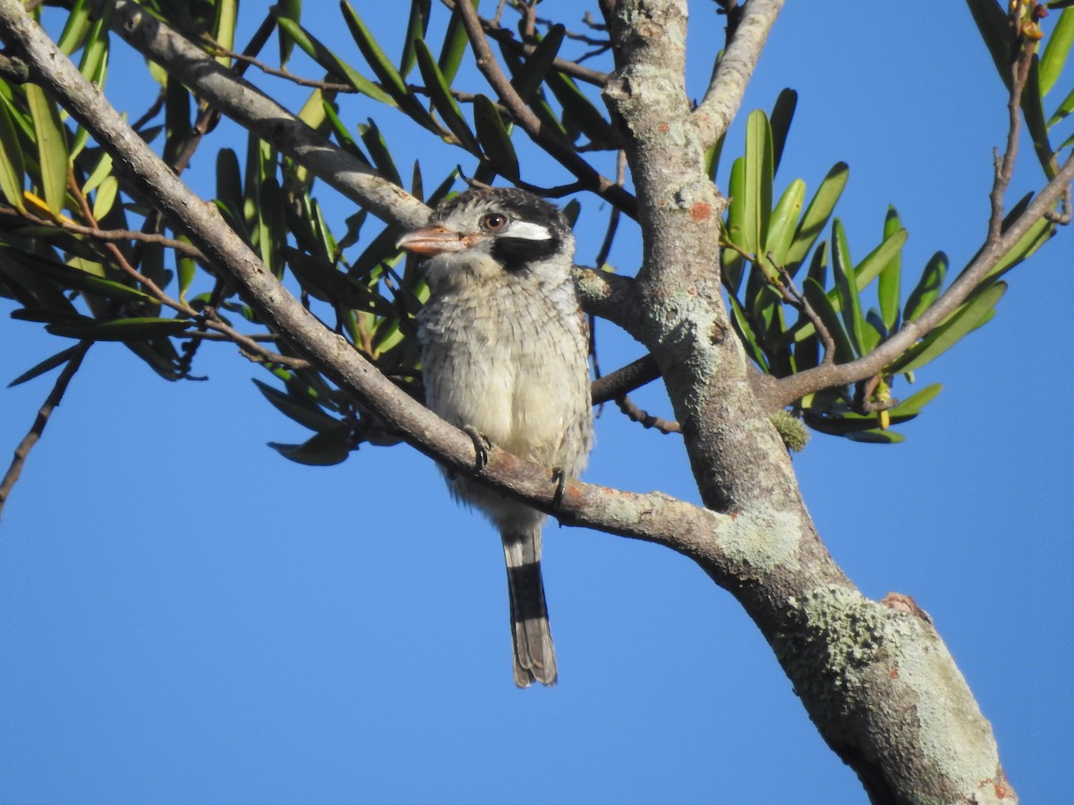 White-eared Puffbird - ML646290974