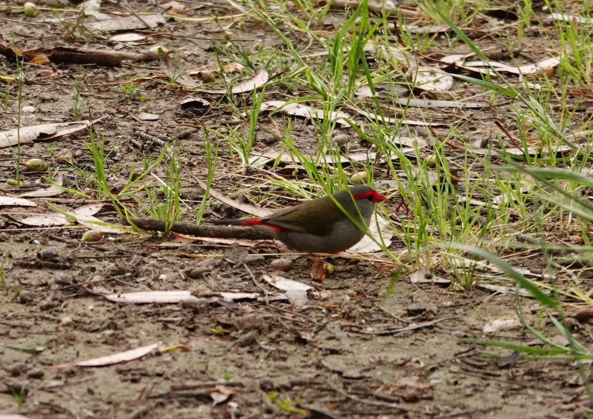 Red-browed Firetail - ML646290980