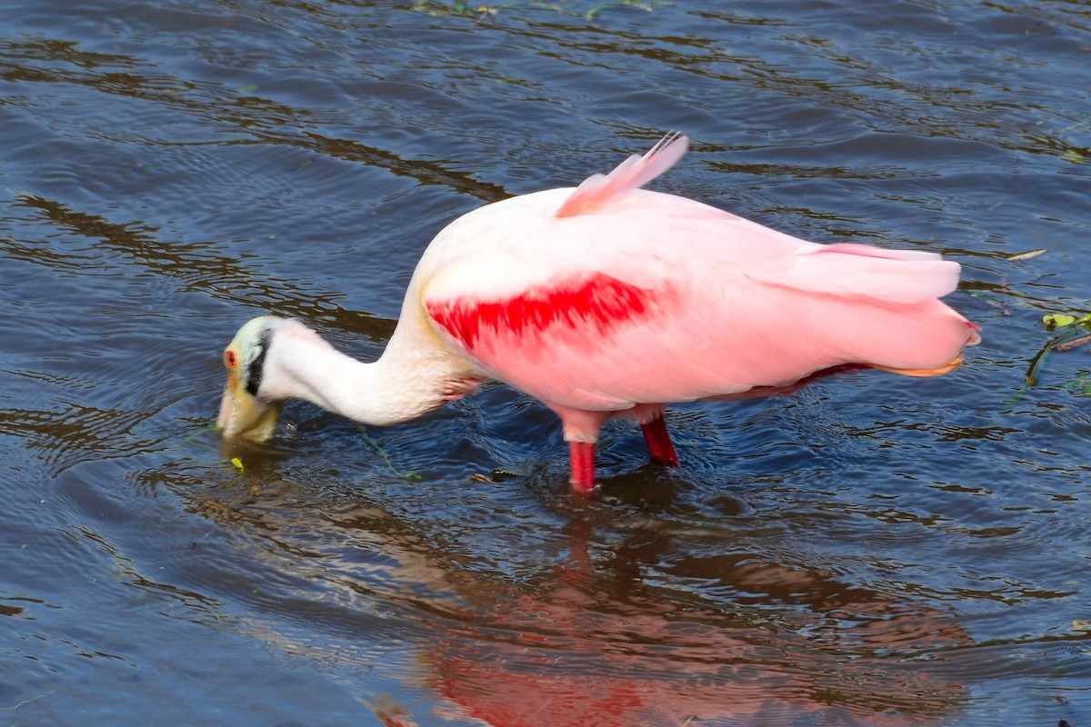 Roseate Spoonbill - ML646290986