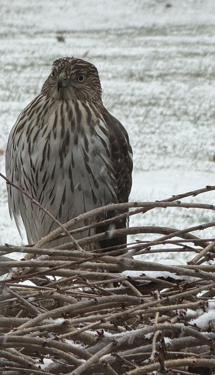 Cooper's Hawk - ML646290989