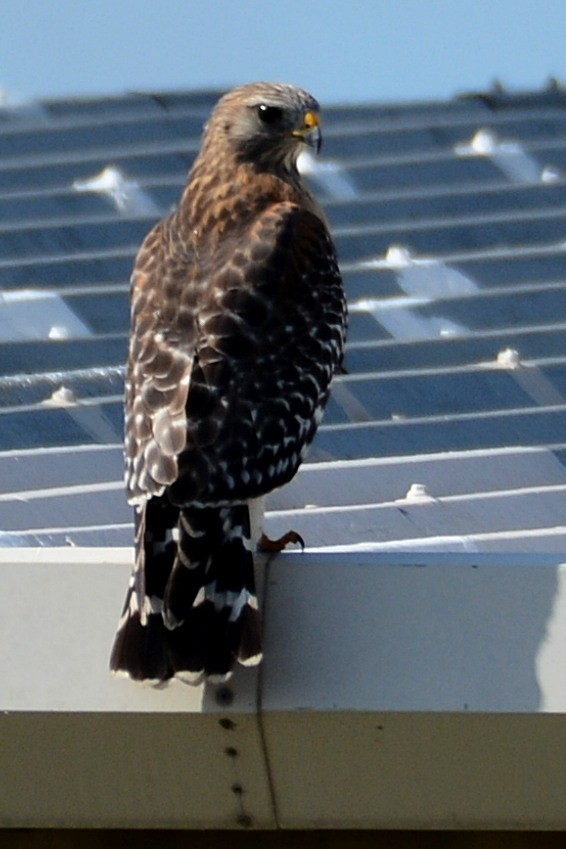 Red-shouldered Hawk - ML646290990
