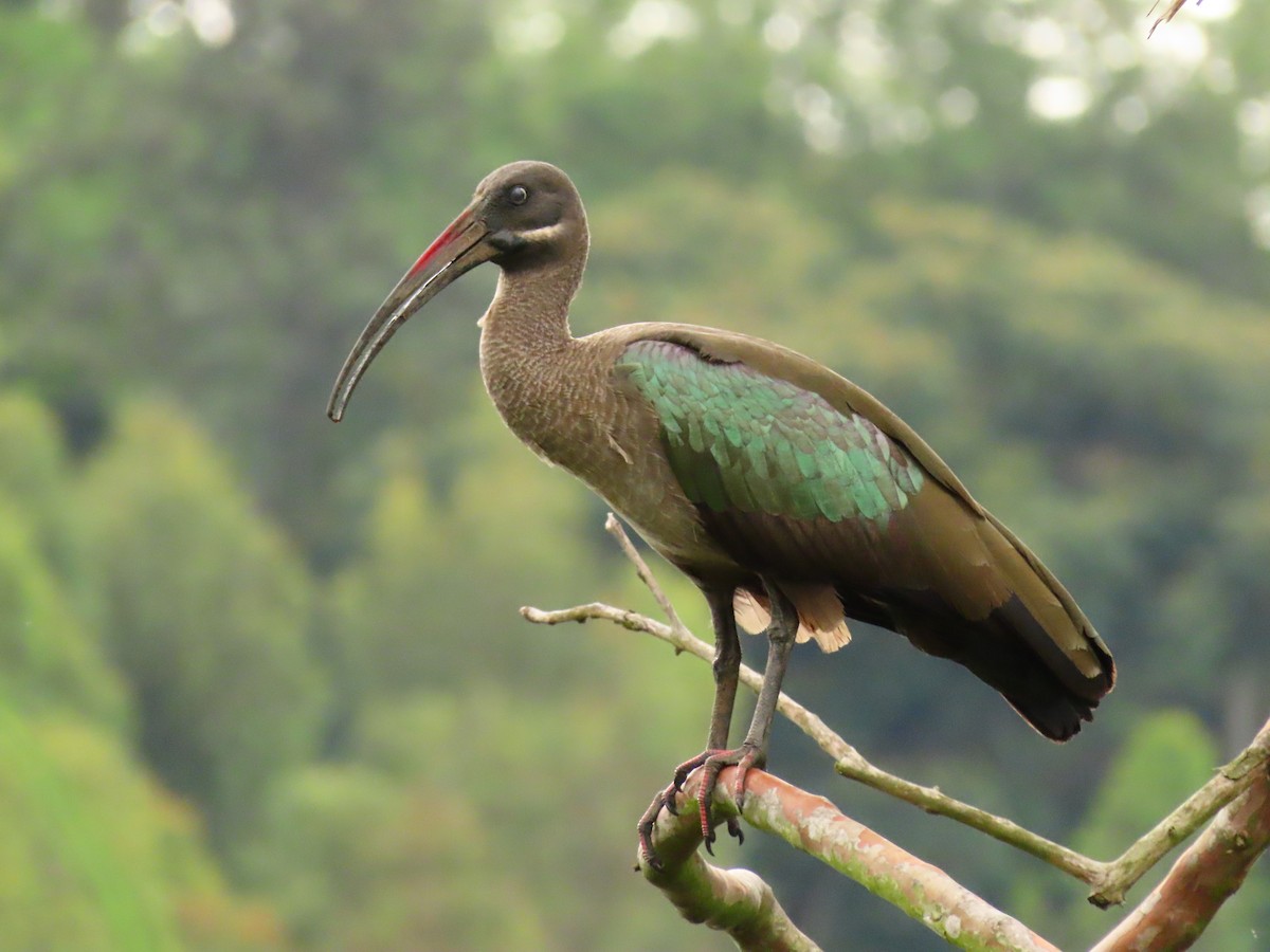 hadadaibis - ML646290992