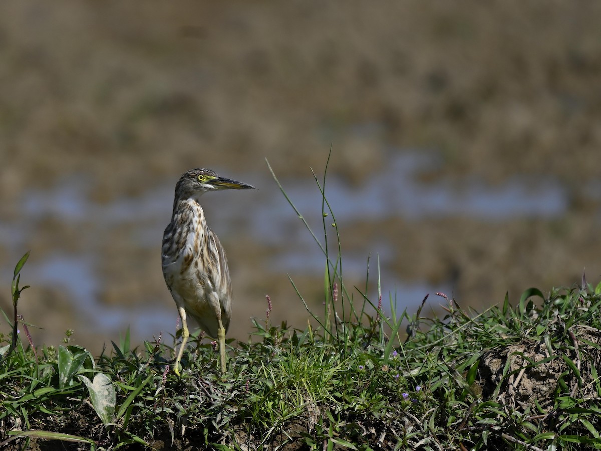 Indian Pond-Heron - ML646290993