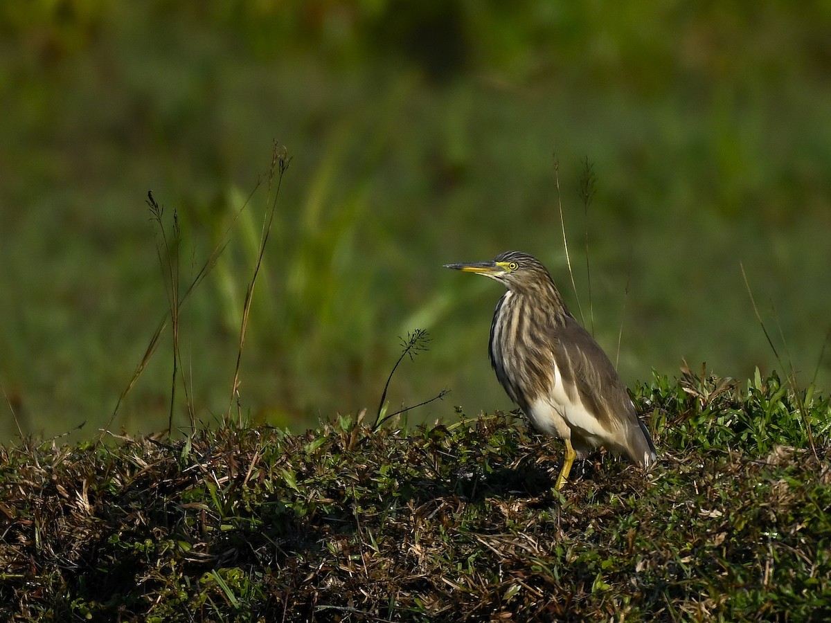 Indian Pond-Heron - ML646290994