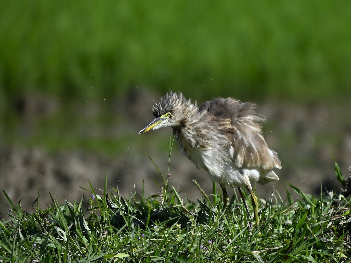 Indian Pond-Heron - ML646290995
