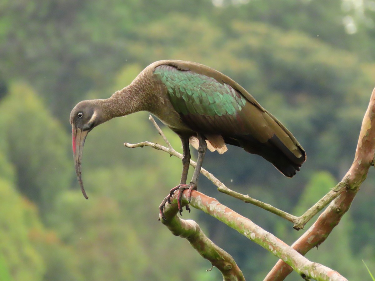 hadadaibis - ML646290996