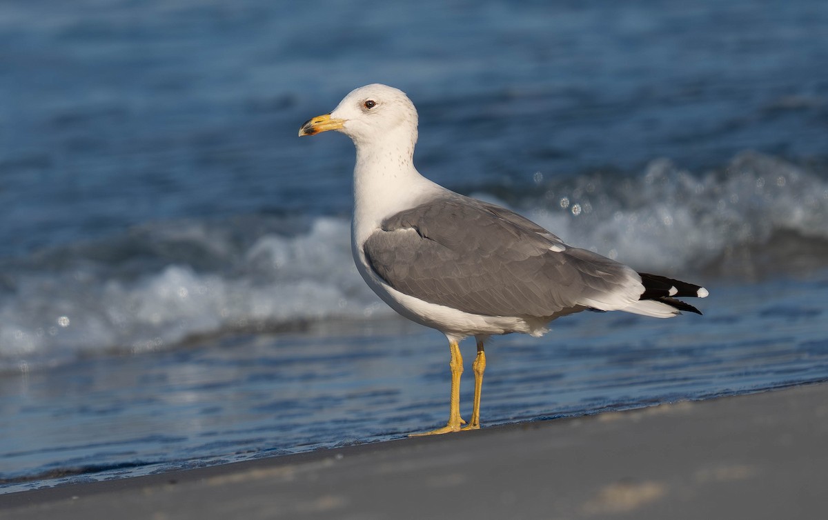 Armenian Gull - ML646290997