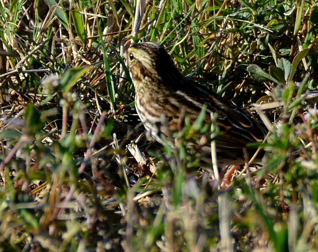 Savannah Sparrow - ML646290998