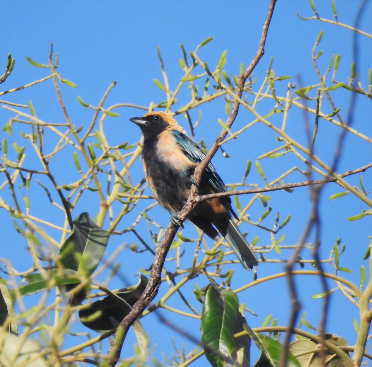 Burnished-buff Tanager (Stripe-bellied) - ML646290999