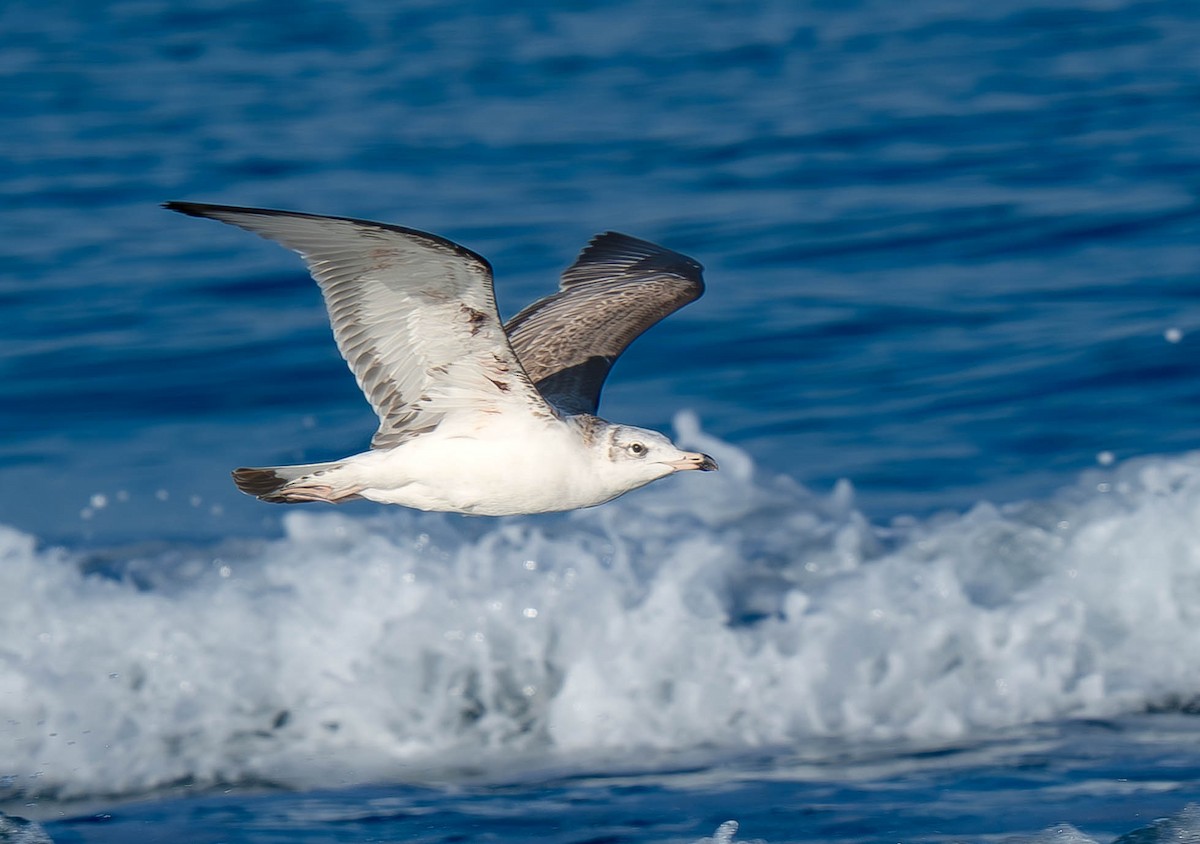 Pallas's Gull - ML646291011