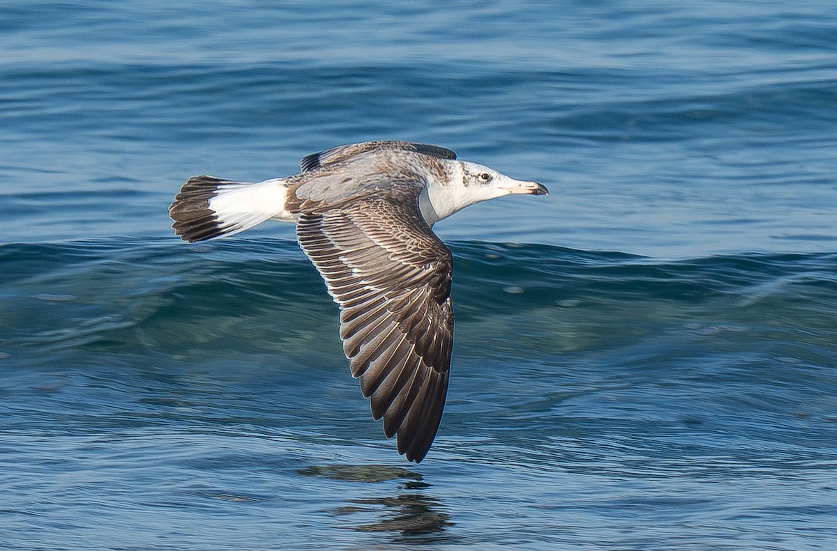 Pallas's Gull - ML646291012