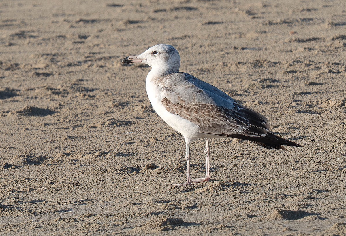 Pallas's Gull - ML646291013
