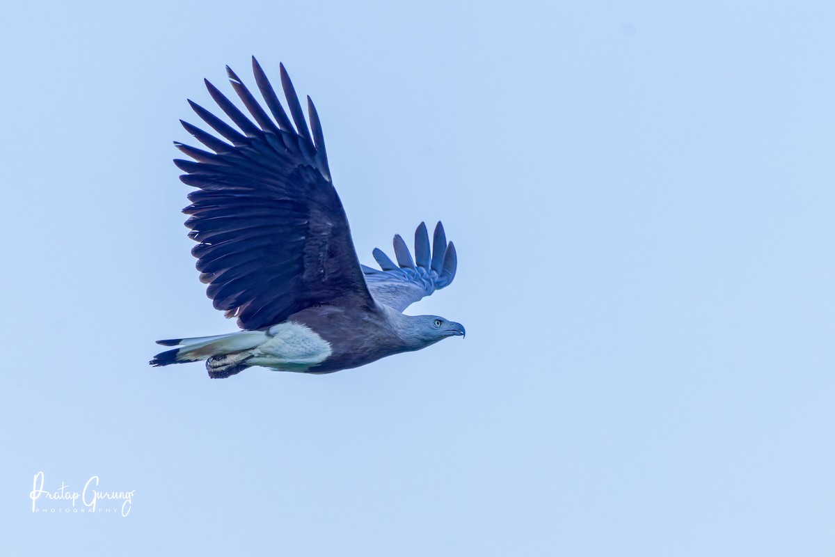 Gray-headed Fish-Eagle - ML646291024