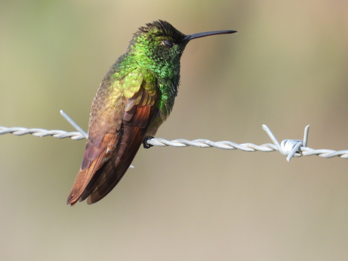 Berylline Hummingbird - ML646291026