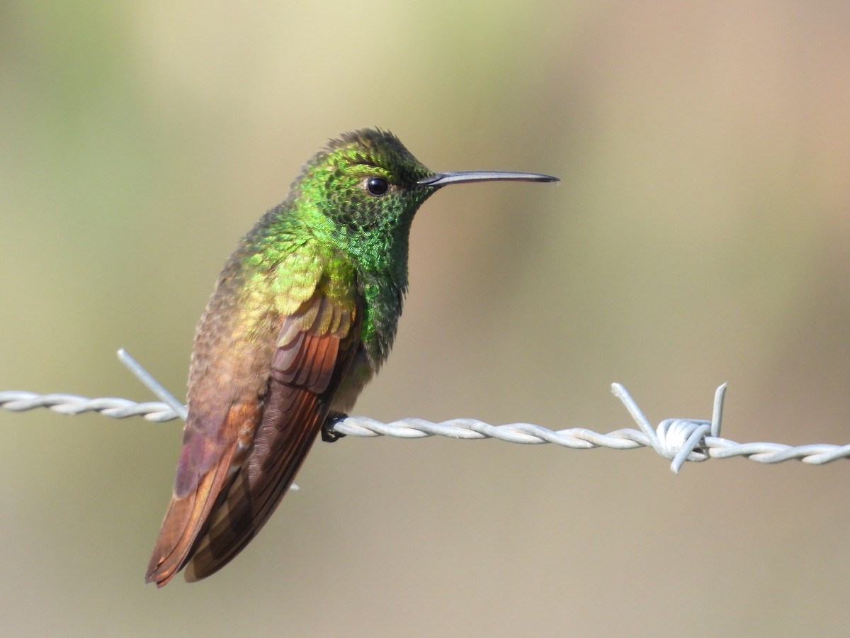 Berylline Hummingbird - ML646291028