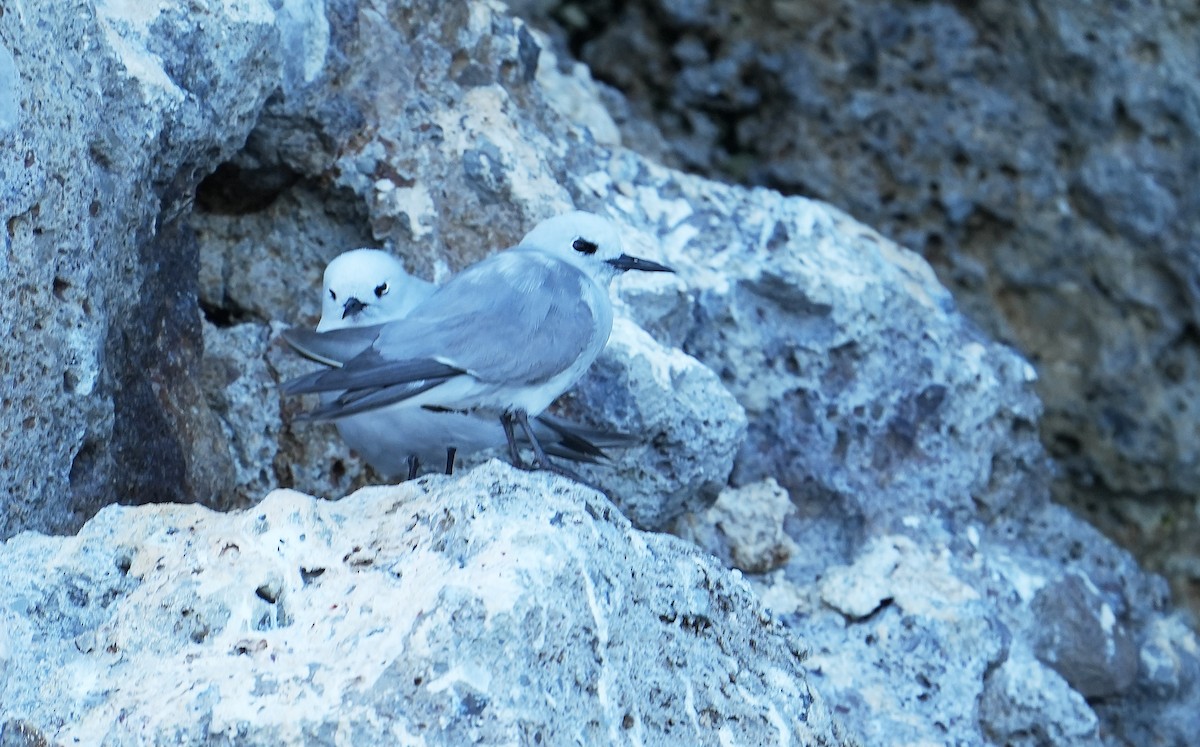 ハイイロアジサシ - ML646291030