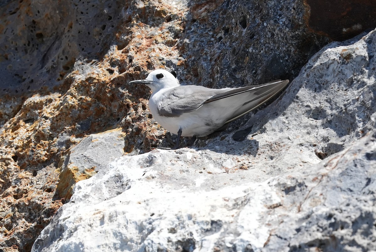 ハイイロアジサシ - ML646291031