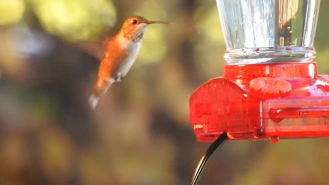 Rufous Hummingbird - ML646291032