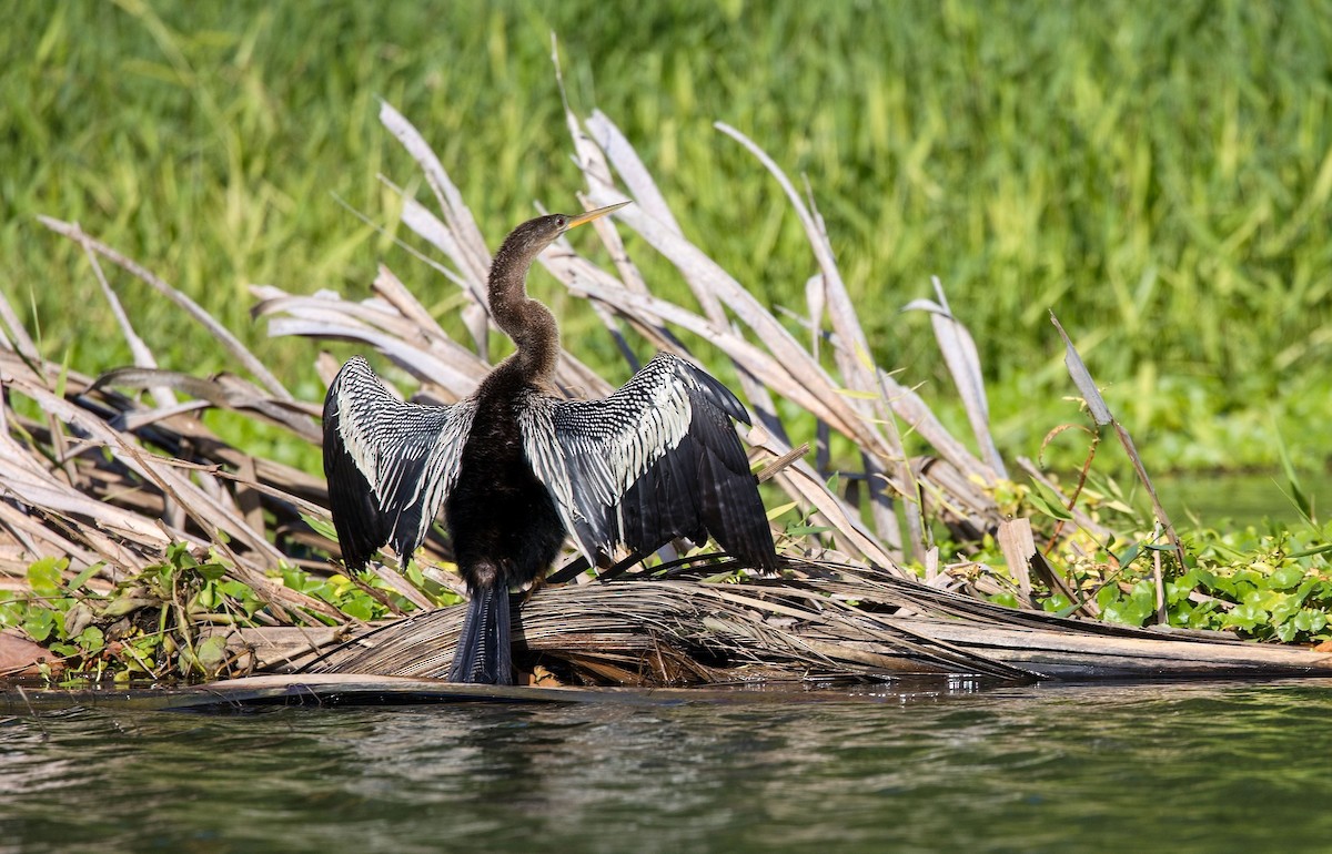 Anhinga - ML646291033