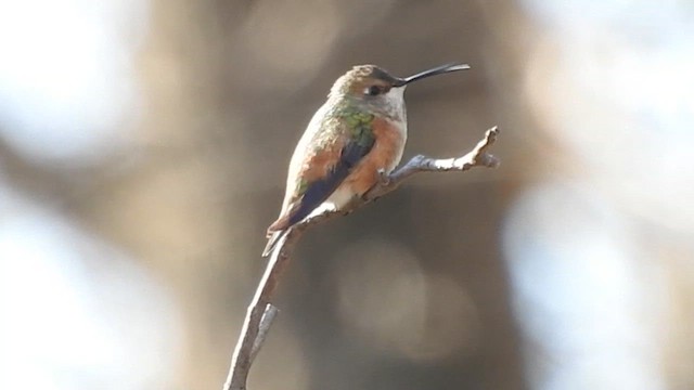 Rufous Hummingbird - ML646291034