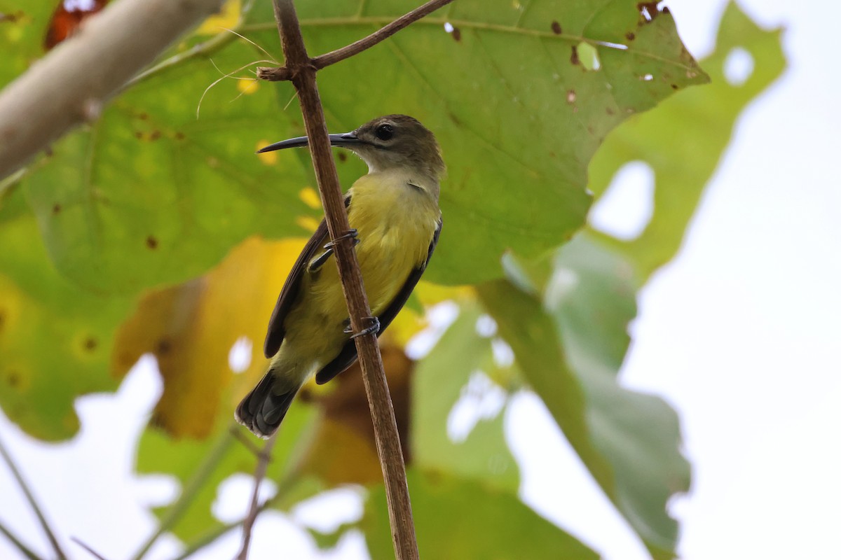Little Spiderhunter - ML646291047