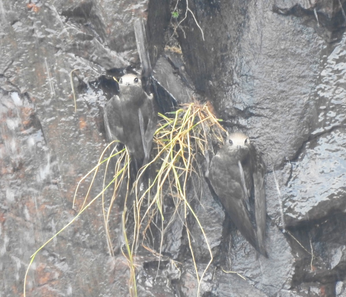 Great Dusky Swift - ML646291048