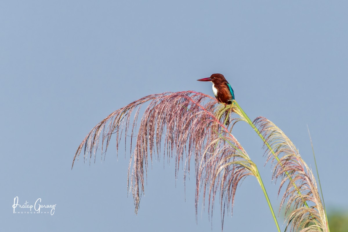 White-throated Kingfisher - ML646291049