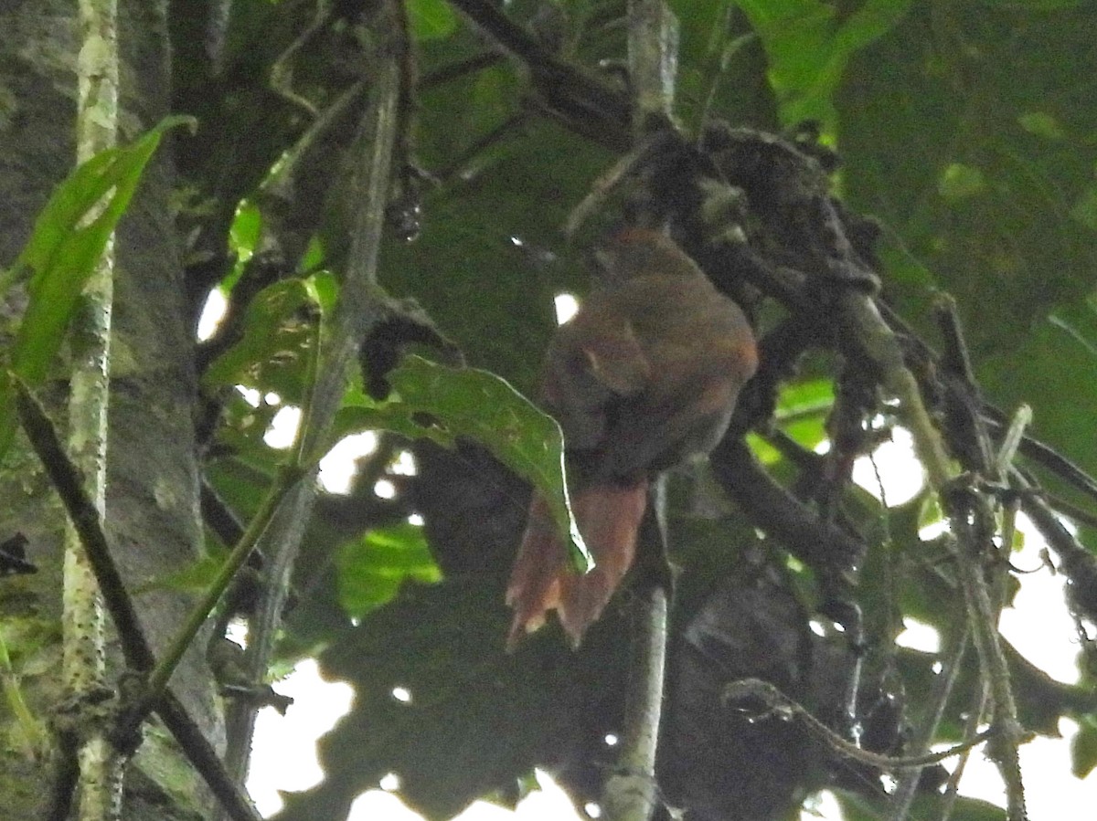 Ash-browed Spinetail - ML646291050