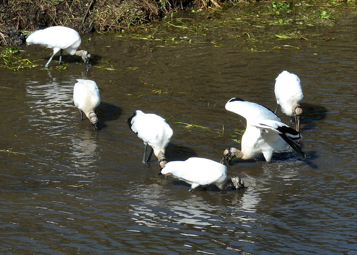 Wood Stork - ML646291052
