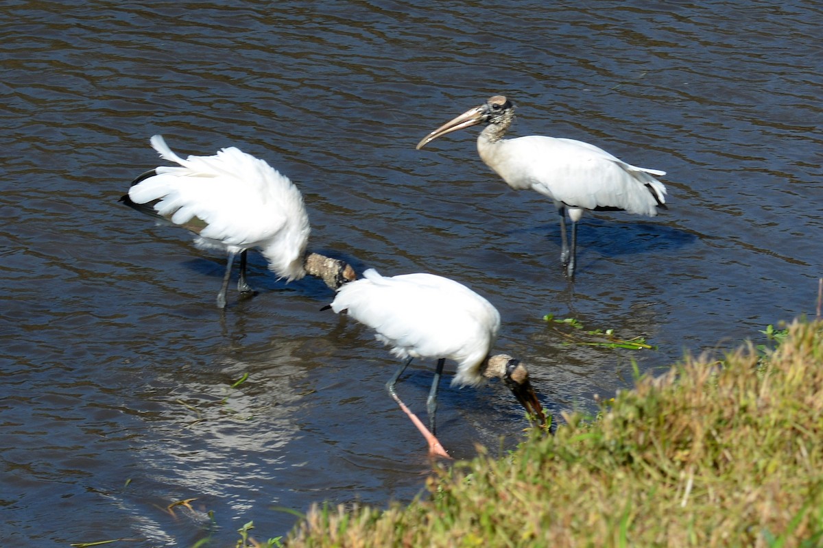 Wood Stork - ML646291057