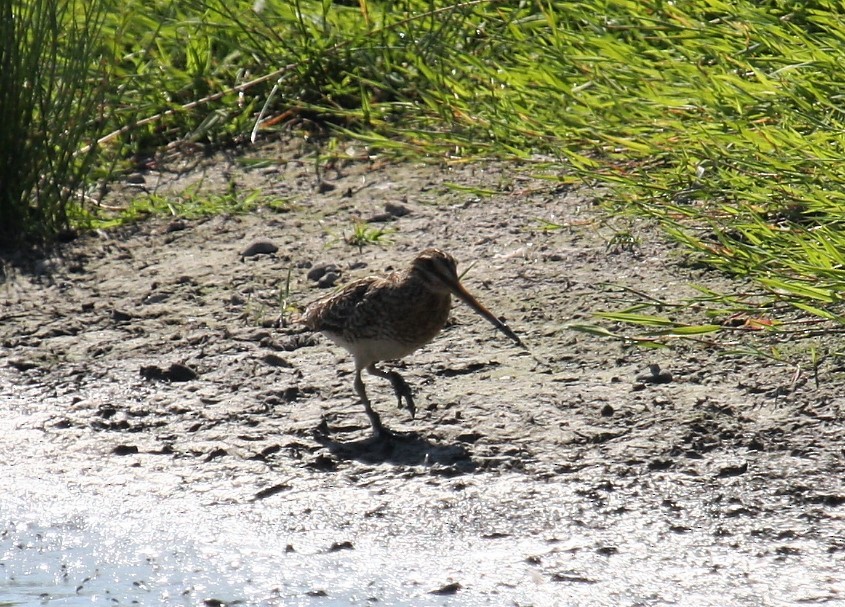 חרטומית ביצות - ML646291074