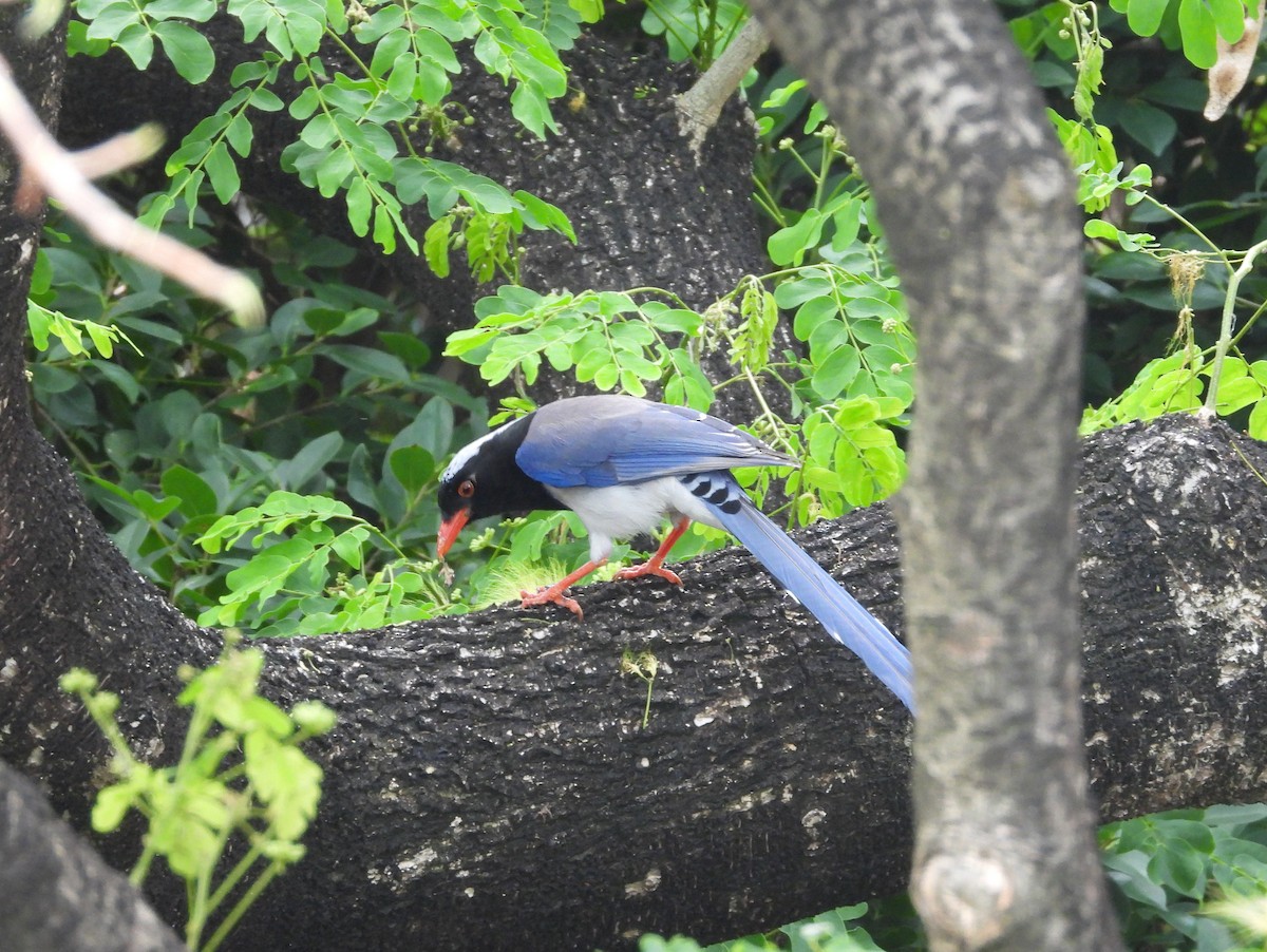 Red-billed Blue-Magpie - ML646291080