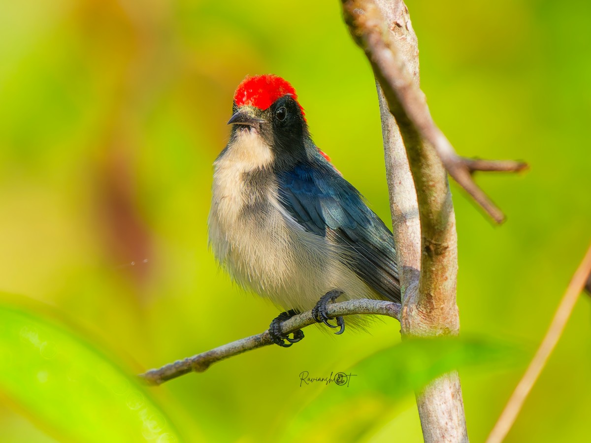 Scarlet-backed Flowerpecker - ML646291088