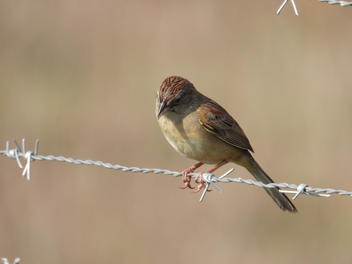 Botteri's Sparrow - ML646291092