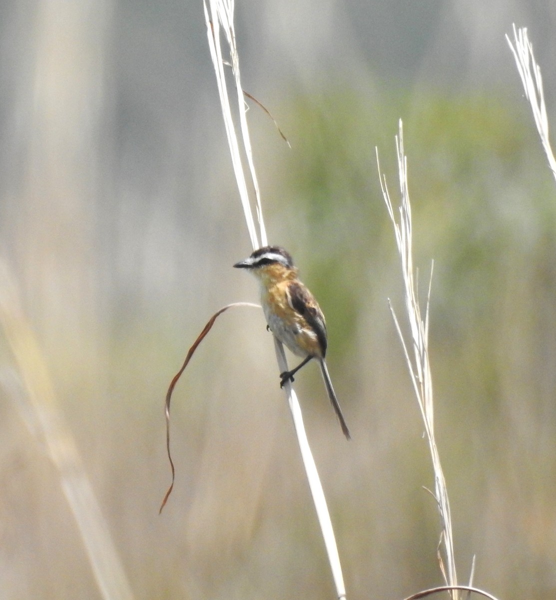 Sharp-tailed Tyrant - ML646291093