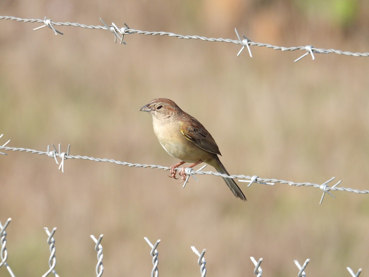 Botteri's Sparrow - ML646291094