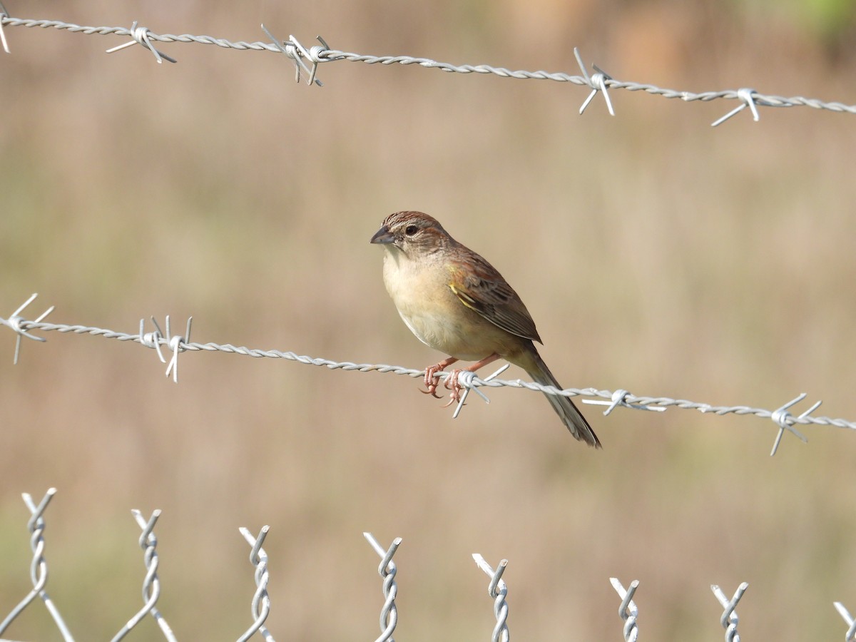 Botteri's Sparrow - ML646291095