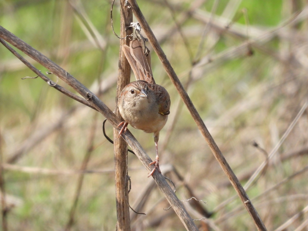 Botteri's Sparrow - ML646291096