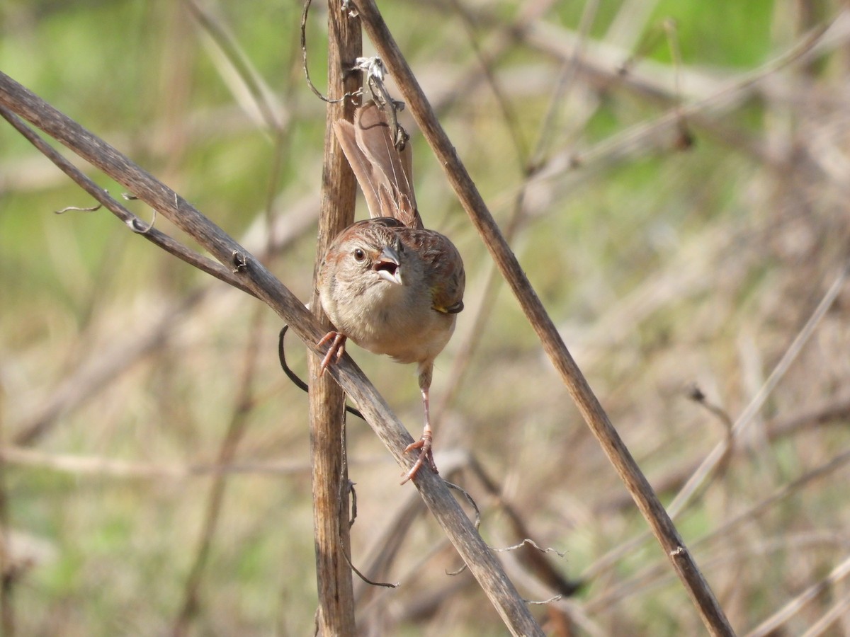 Botteri's Sparrow - ML646291099