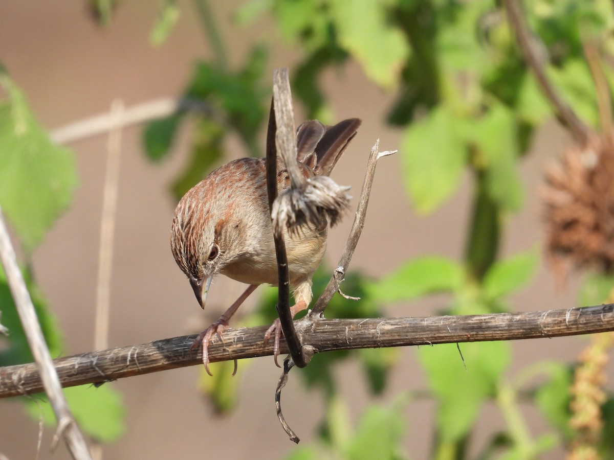 Botteri's Sparrow - ML646291100