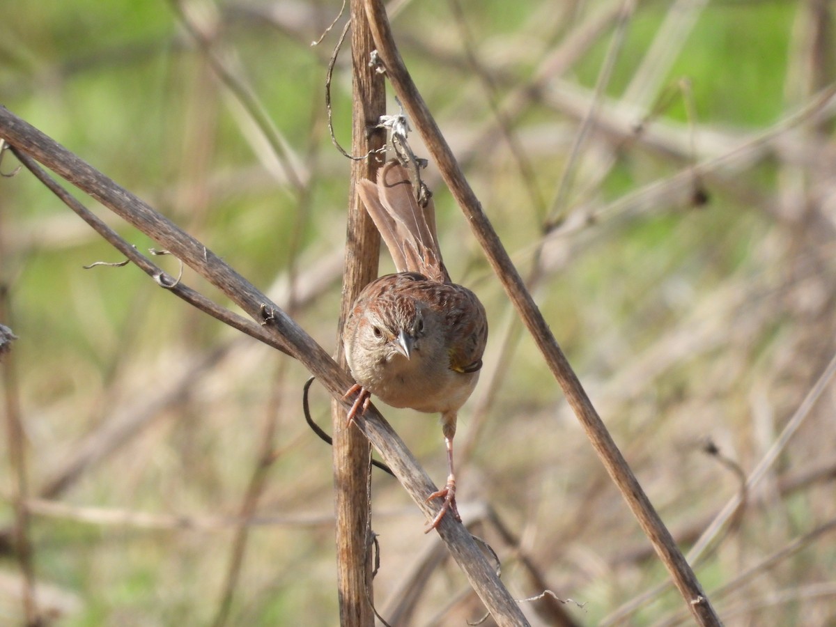 Botteri's Sparrow - ML646291101