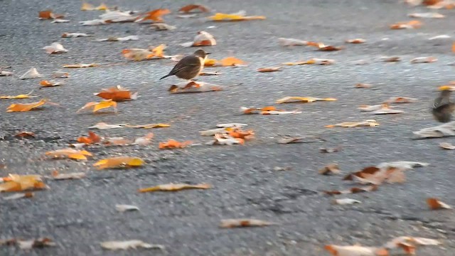 American Pipit - ML646291105