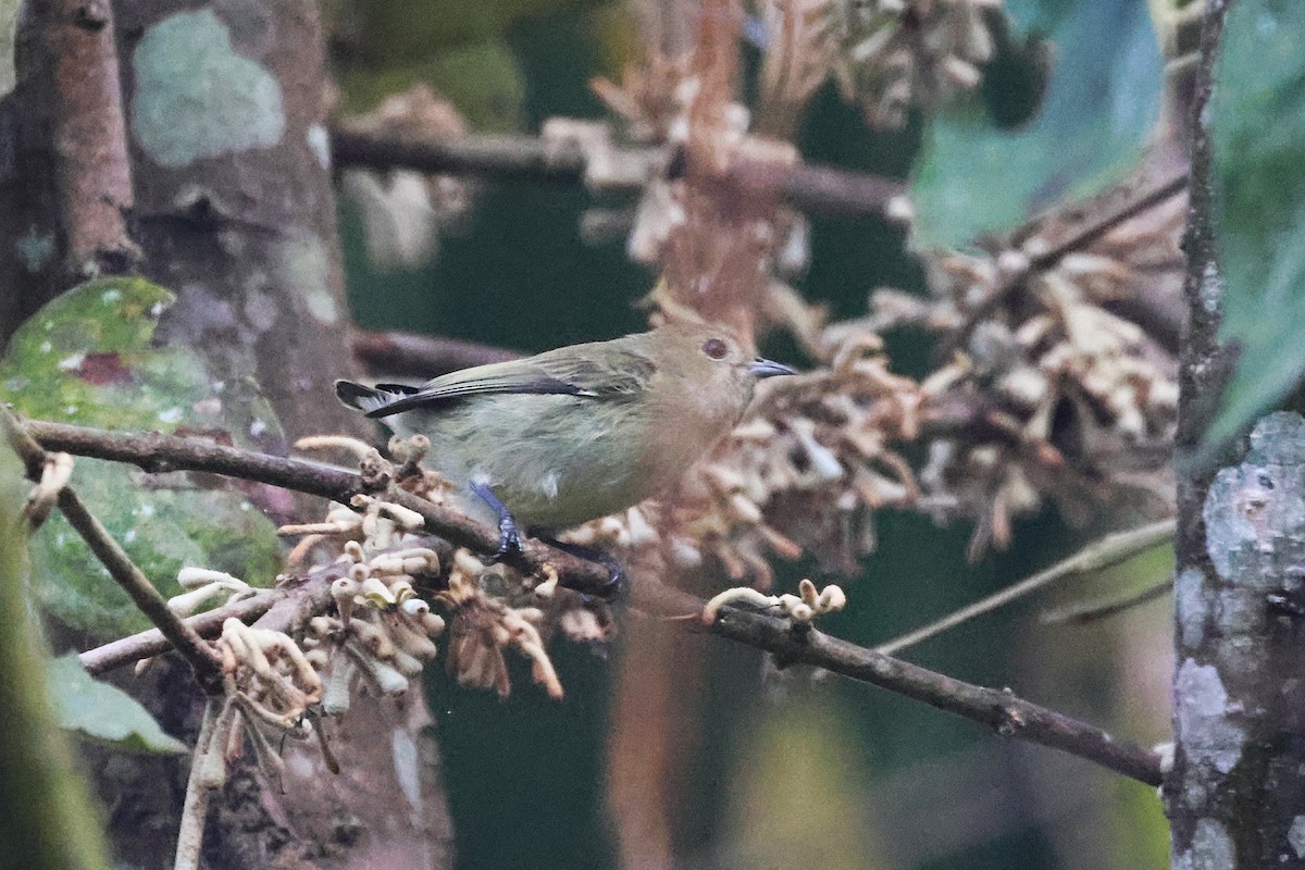 Plain Flowerpecker - ML646291109