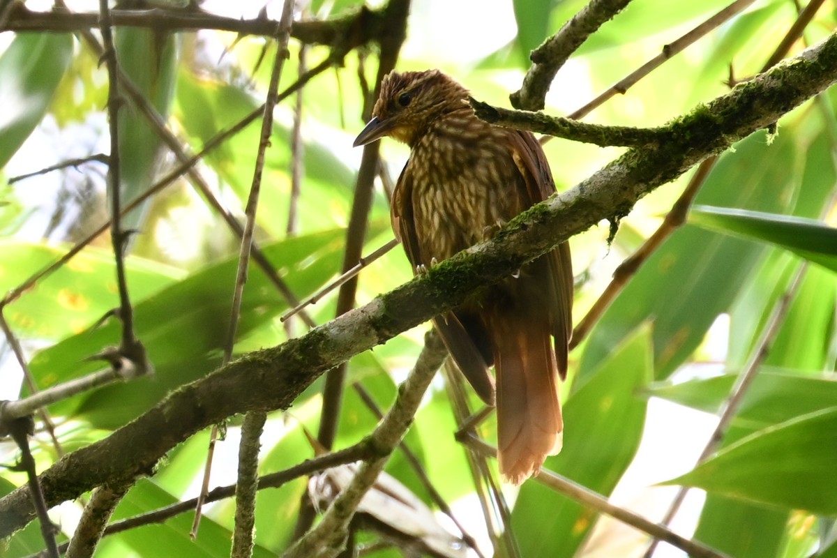 Striated Softtail - ML646291110