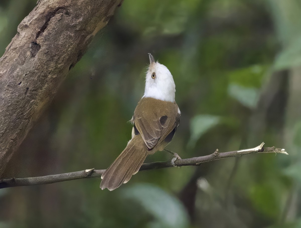 White-hooded Babbler - ML646291114