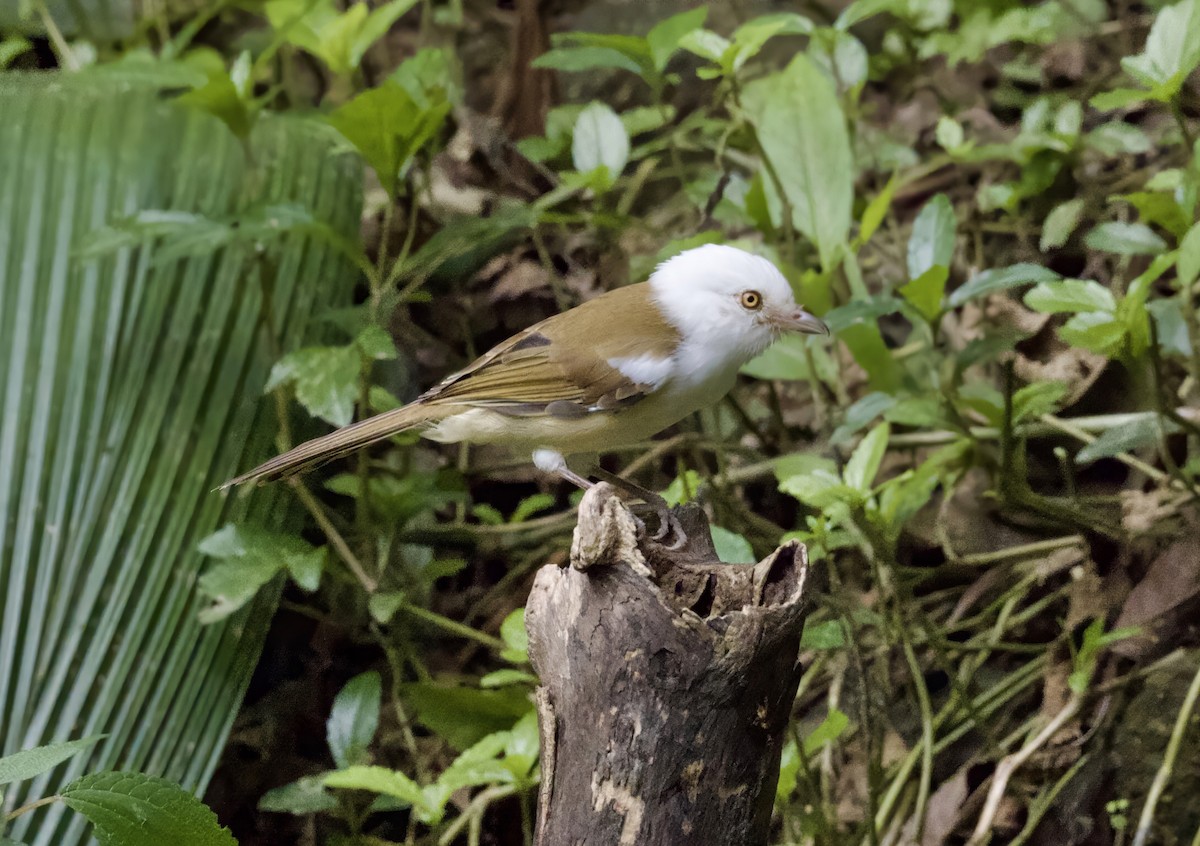 White-hooded Babbler - ML646291115