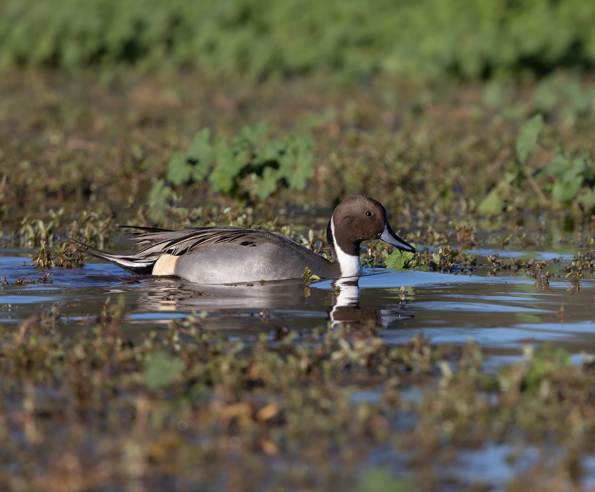 Northern Pintail - ML646291121